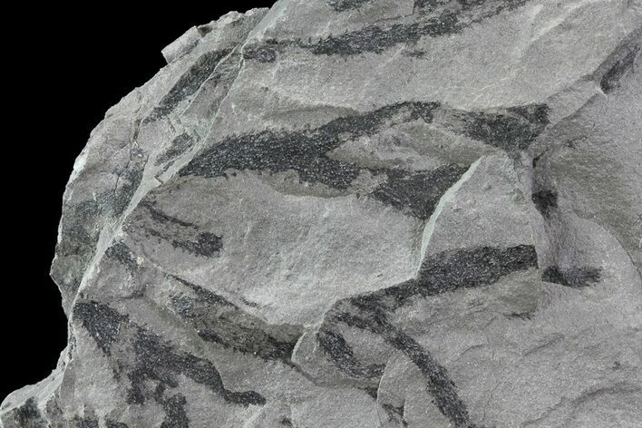 Graptolite Fossil - Rochester Shale, NY #68905